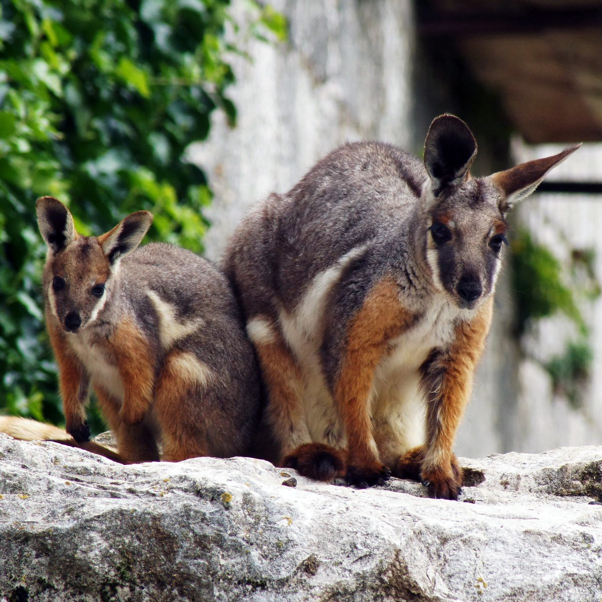 Желтоногий скальный валлаби (Petrogale xanthopus) Фото №9