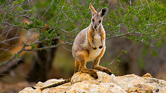 Petrogale xanthopus celeris