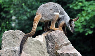 Petrogale xanthopus xanthopus