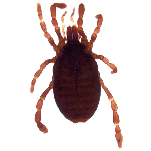 Семейство Pettalidae фото