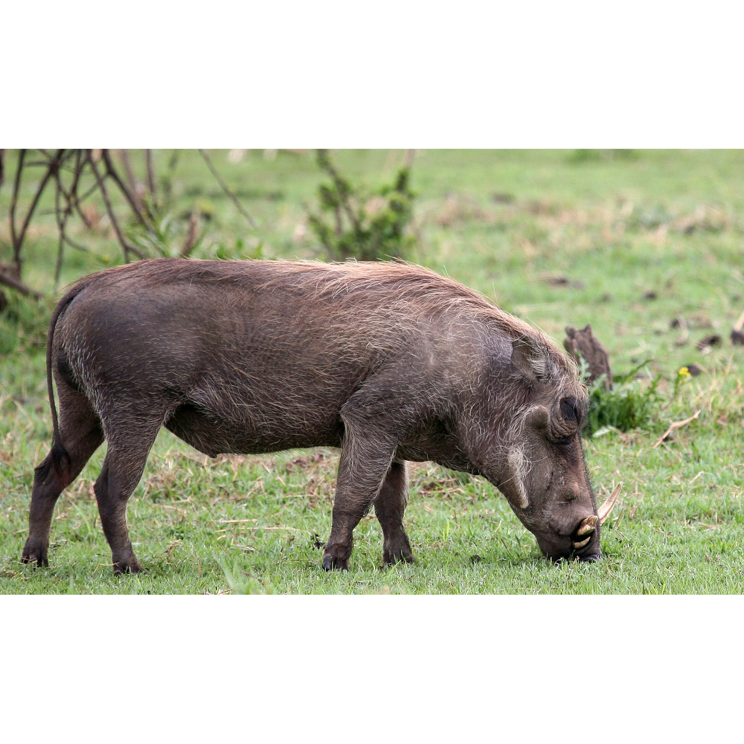 Phacochoerus aethiopicus Фото №3