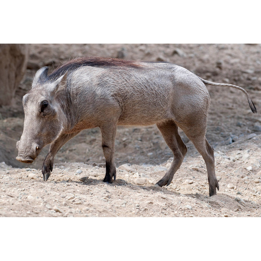 Phacochoerus aethiopicus Фото №5