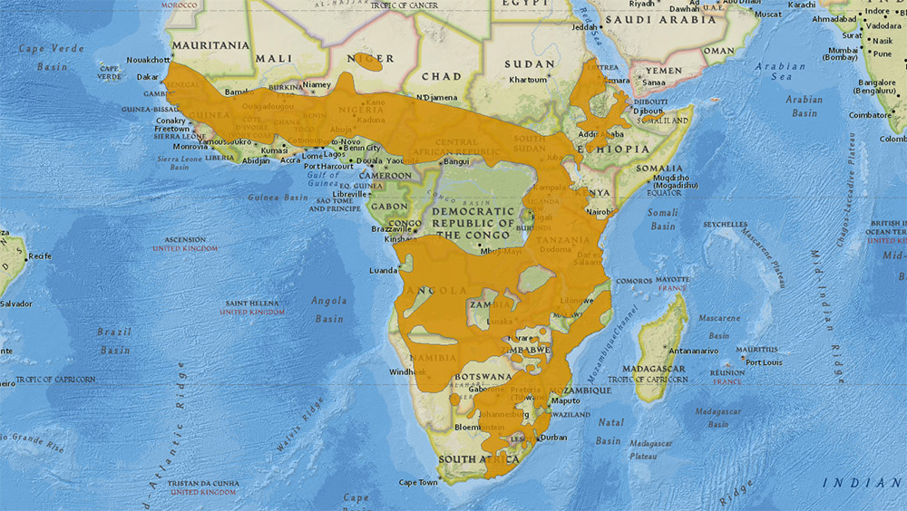 Phacochoerus africanus Ареал обитания на карте
