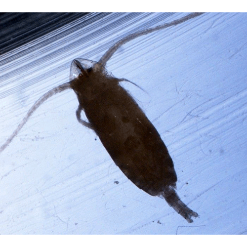 Семейство Phaennidae фото