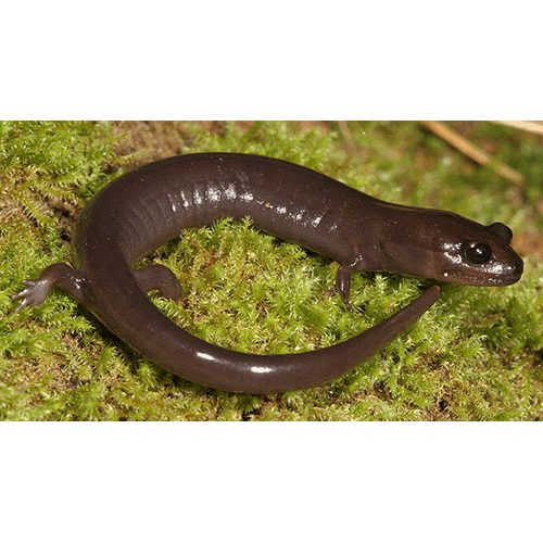  Род Phaeognathus  фото