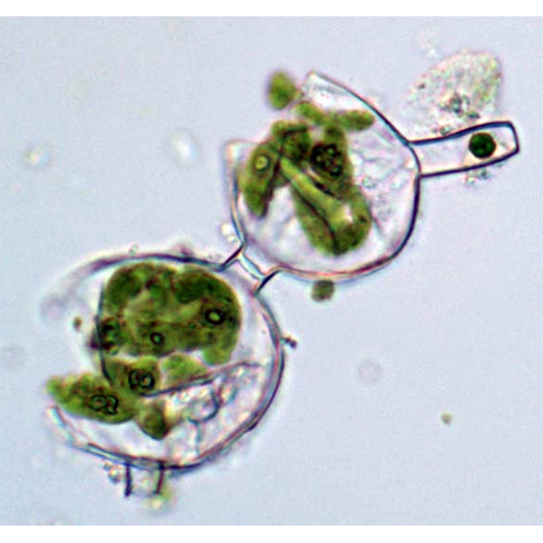 Семейство Phaeophilaceae фото