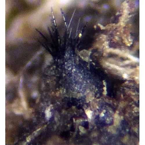 Отряд Phaeotrichales фото