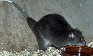 Phalanger gymnotis leucippus