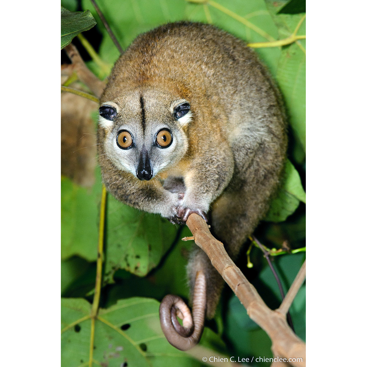 Украшенный кускус (Phalanger ornatus) Фото №2