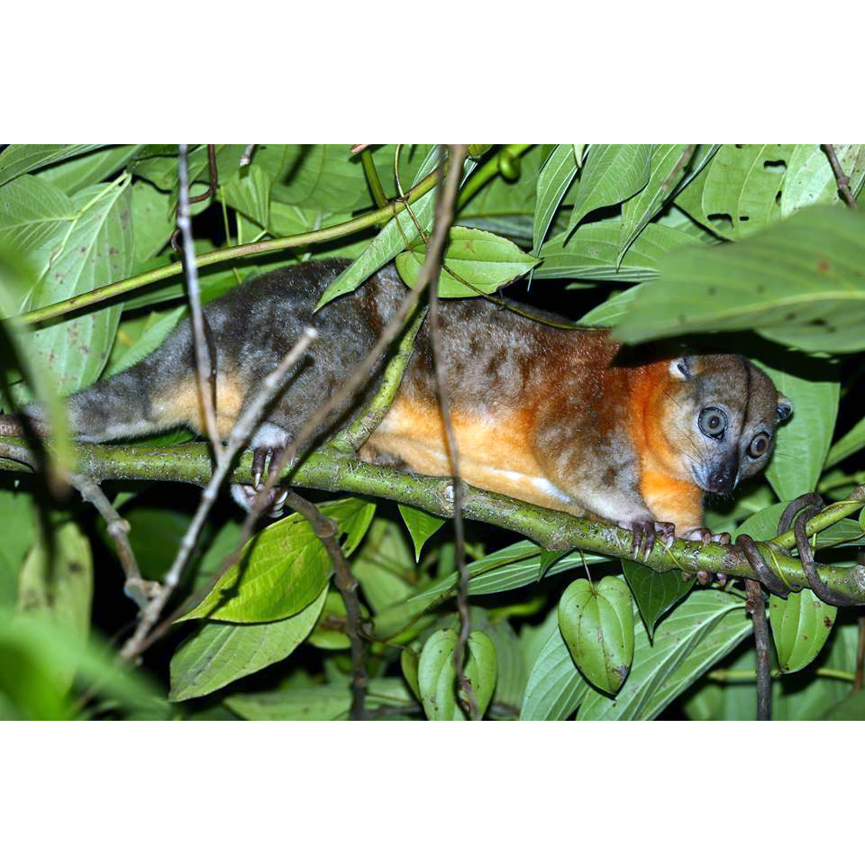 Украшенный кускус (Phalanger ornatus) Фото №3