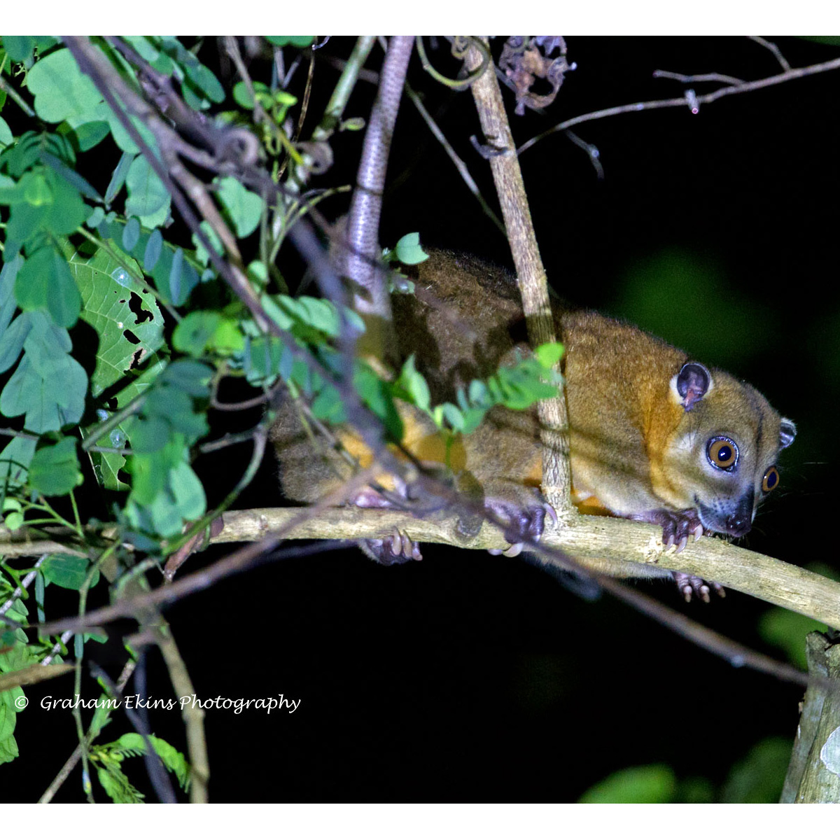 Украшенный кускус (Phalanger ornatus) Фото №5