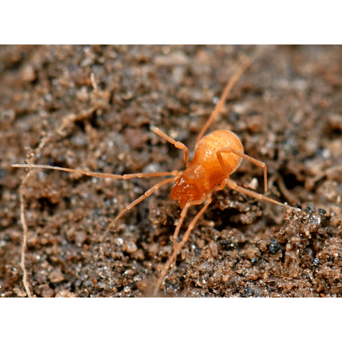 Семейство Phalangodidae фото