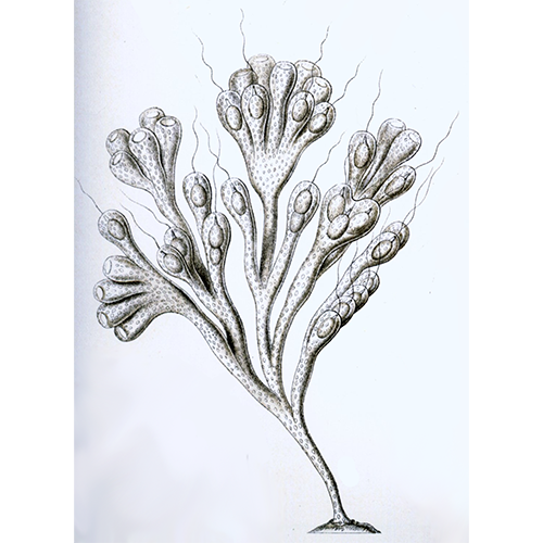 Отряд Phalansteriida фото