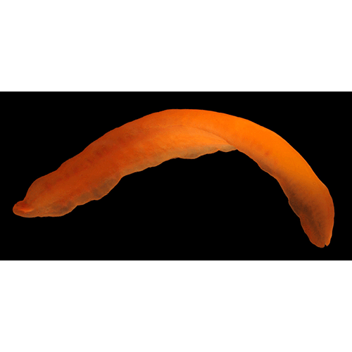 Семейство Phallonemertidae  фото