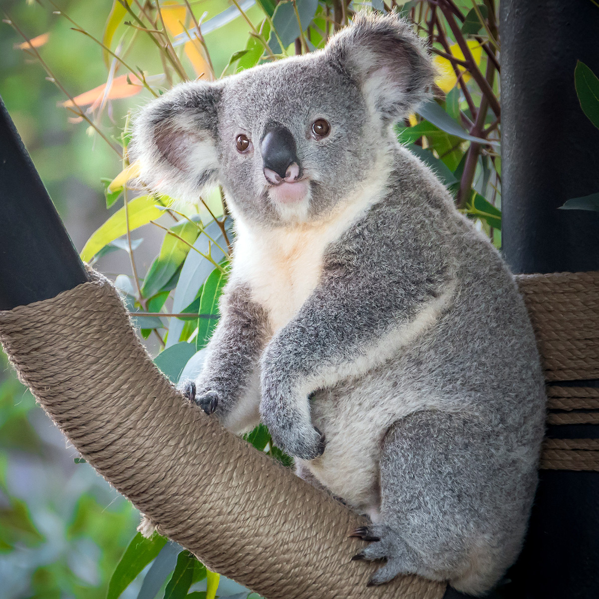 Коала (Phascolarctos cinereus) Фото №2