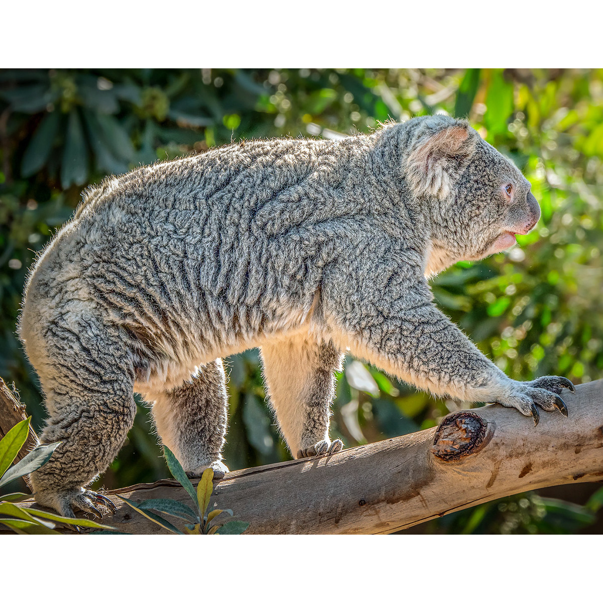 Коала (Phascolarctos cinereus) Фото №3