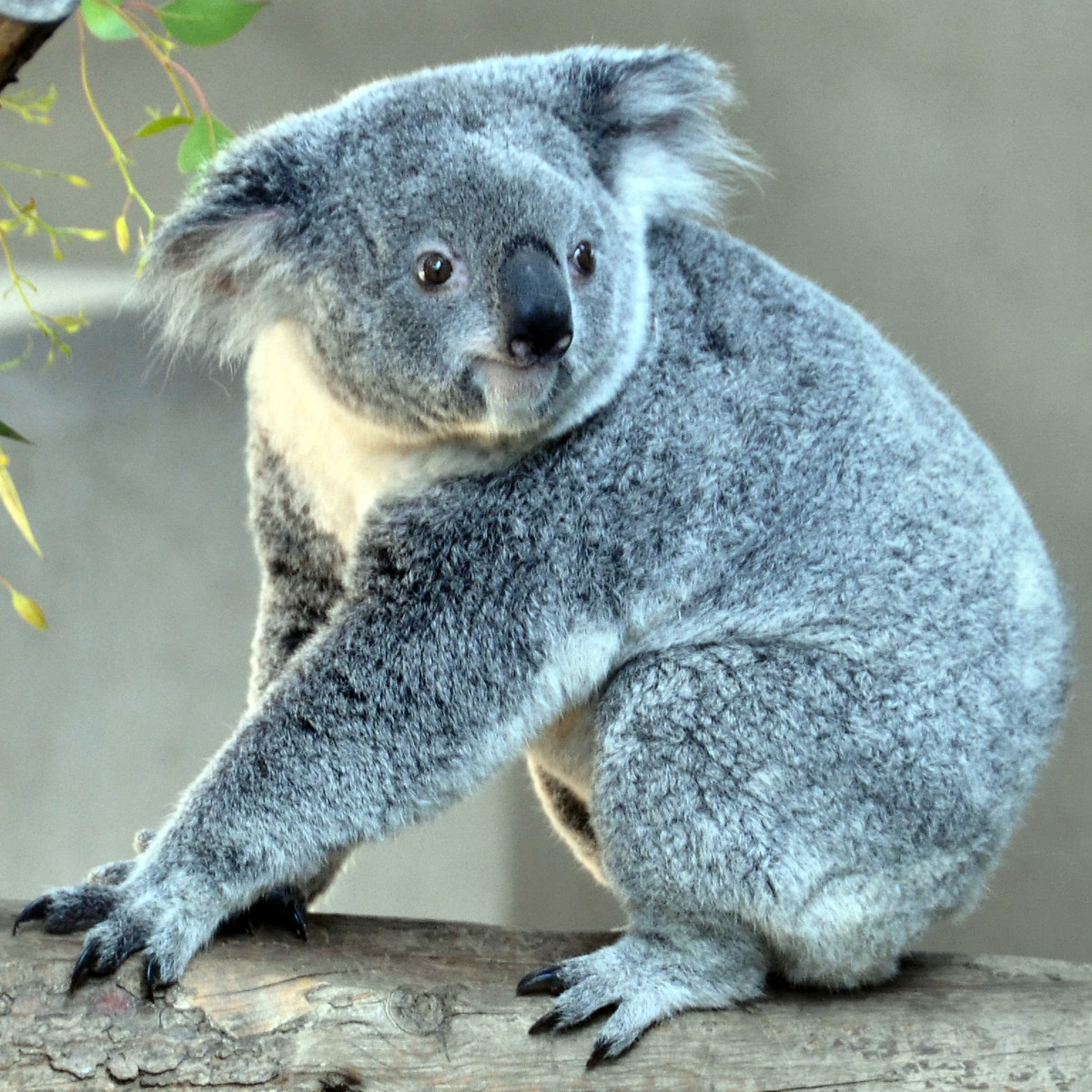 Коала (Phascolarctos cinereus) Фото №4