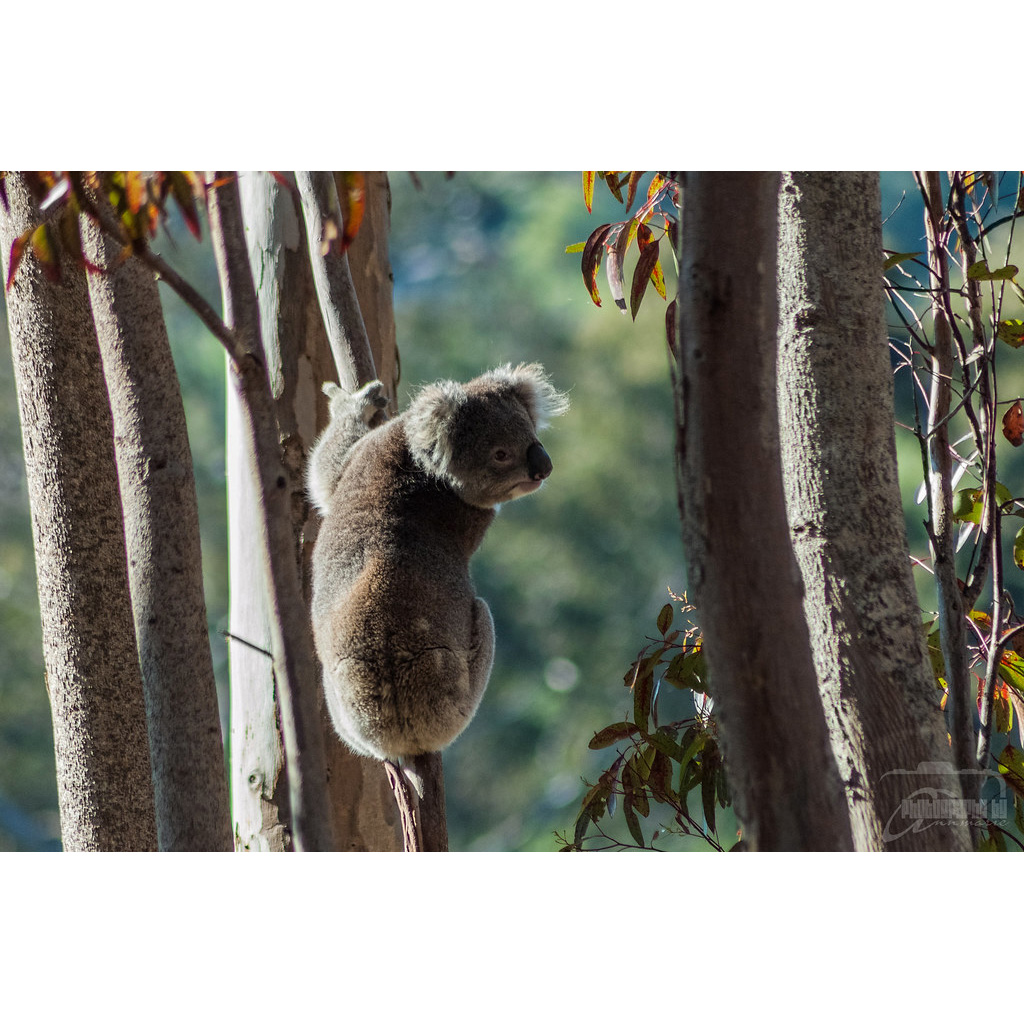 Коала (Phascolarctos cinereus) Фото №6