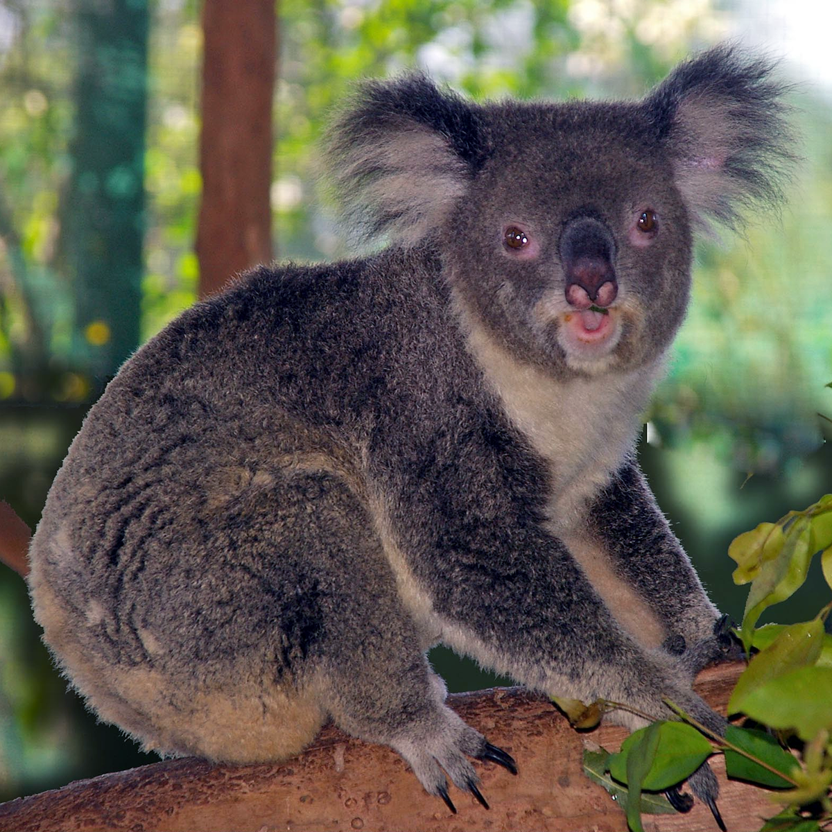 Коала (Phascolarctos cinereus) Фото №1