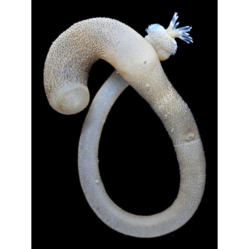 Семейство Phascoliidae  фото