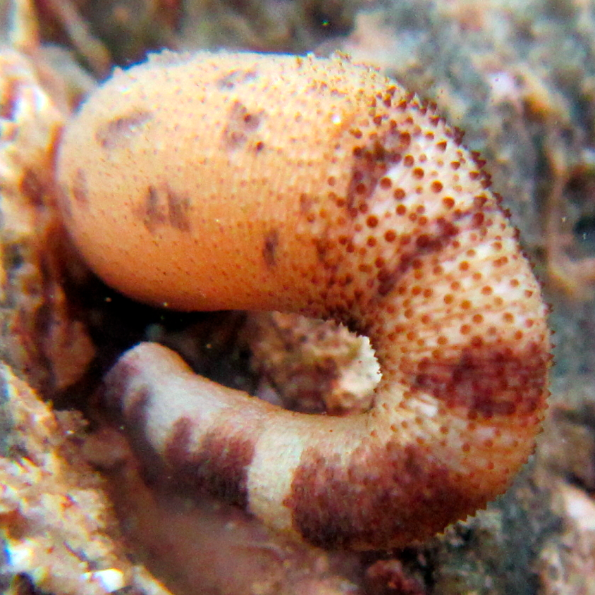 Отряд Phascolosomatiformes фото