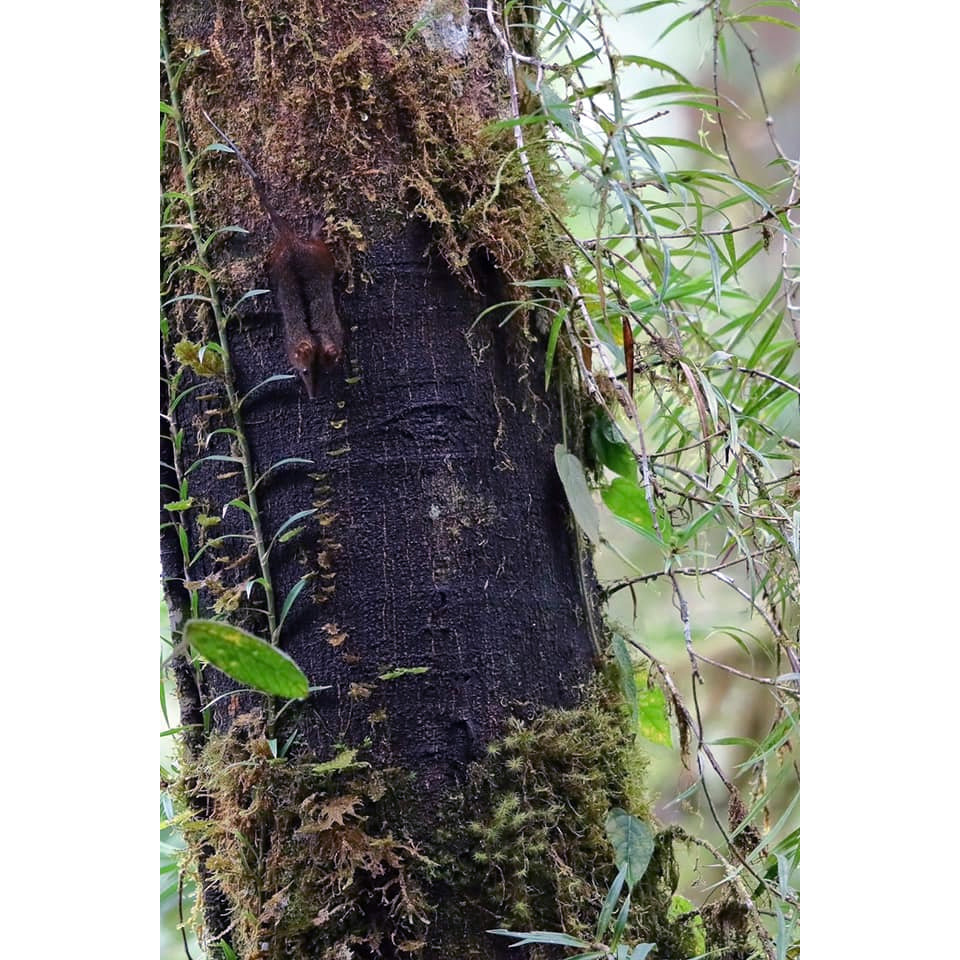 Буробрюхая сумчатая крыса (Phascolosorex dorsalis) Фото №2