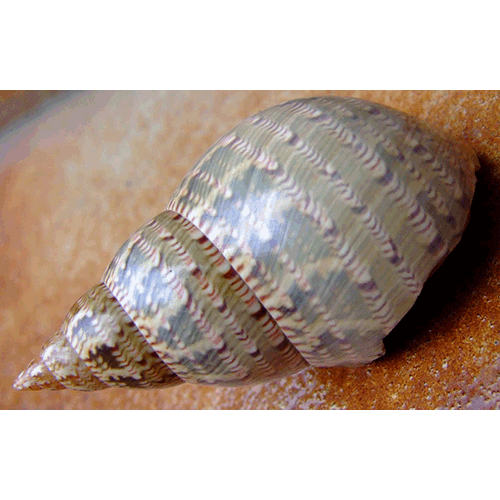 Семейство Phasianelloidea  фото
