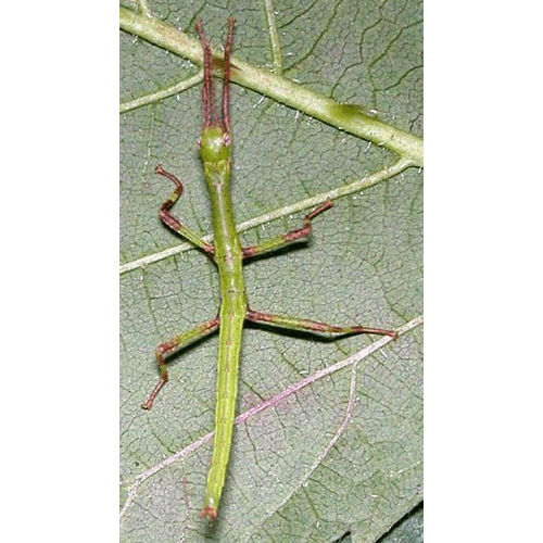 Семейство Phasmatidae фото