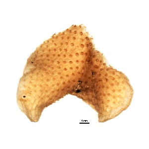 Семейство Pherusellidae фото