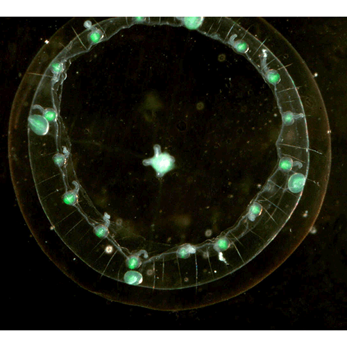 Семейство Phialellidae  фото