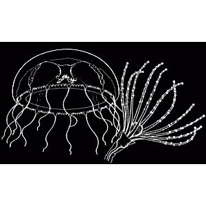 Семейство Phialuciidae  фото