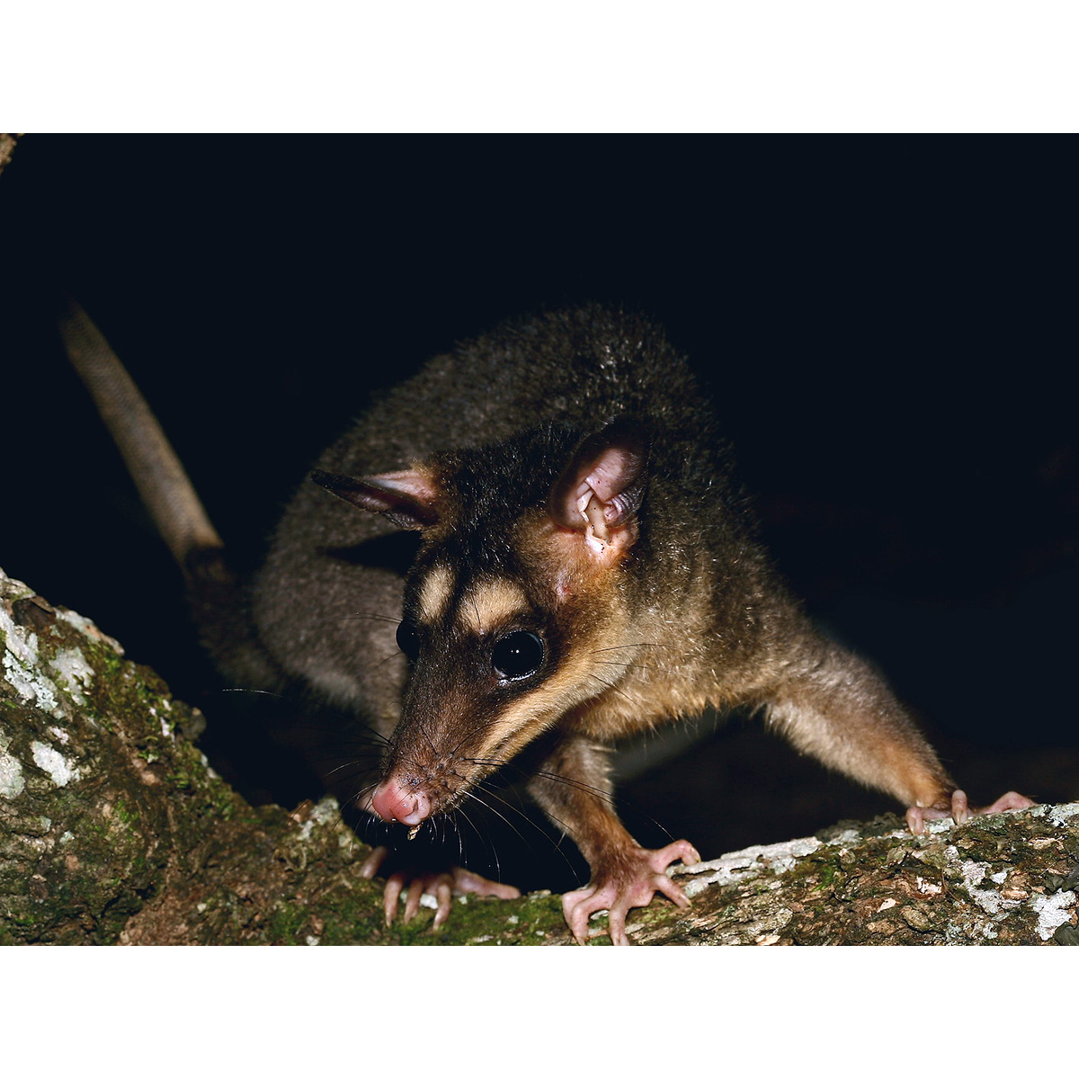 Серый четырёхглазый опоссум (Philander opossum) Фото №10