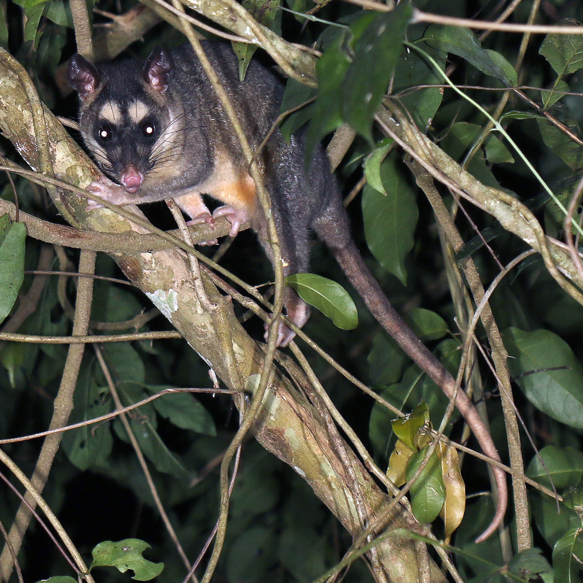 Серый четырёхглазый опоссум (Philander opossum) Фото №2