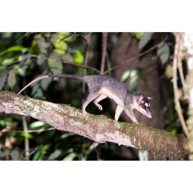 Серый четырёхглазый опоссум (Philander opossum) Фото №3