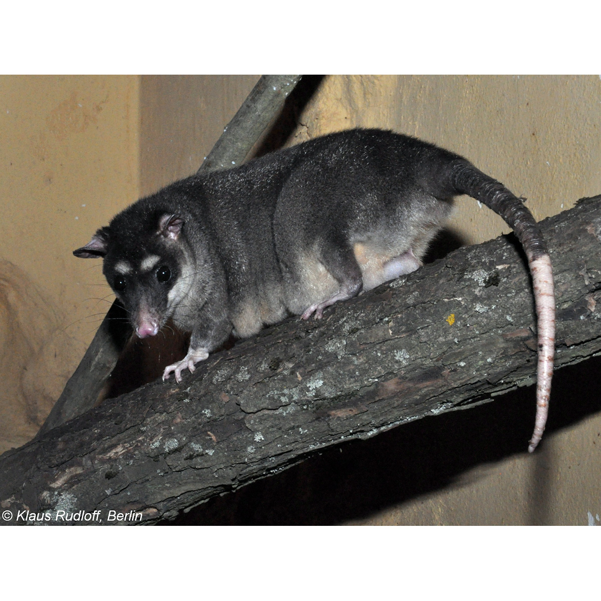 Серый четырёхглазый опоссум (Philander opossum) Фото №4