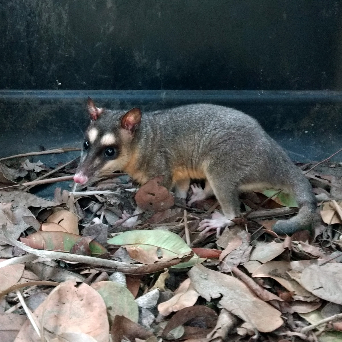 Серый четырёхглазый опоссум (Philander opossum) Фото №5