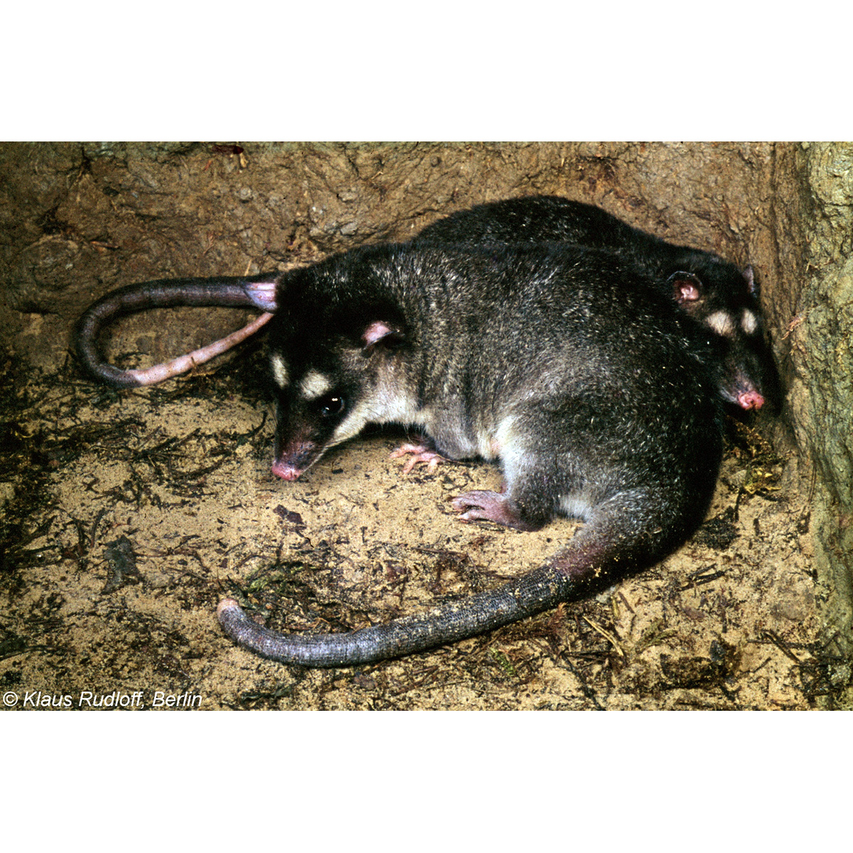 Серый четырёхглазый опоссум (Philander opossum) Фото №8