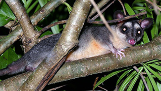 Philander opossum canus