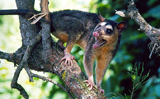 Philander opossum fuscogriseus