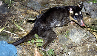 Philander opossum melanurus