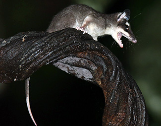 Philander opossum opossum