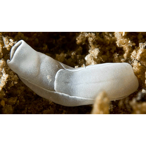 Семейство Philinoidea  фото