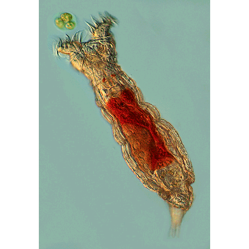 Семейство Philodinidae  фото