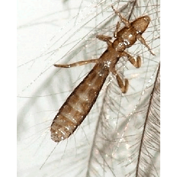 Семейство Philopteridae фото