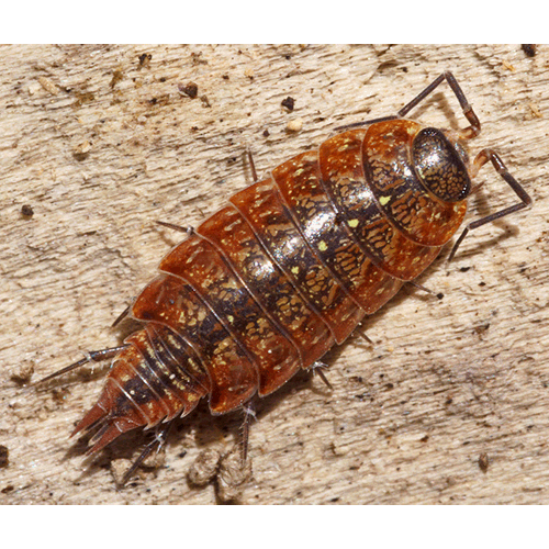 Семейство Philosciidae фото
