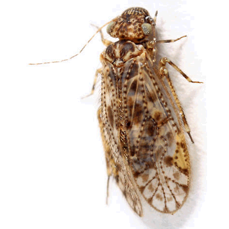 Семейство Philotarsidae фото