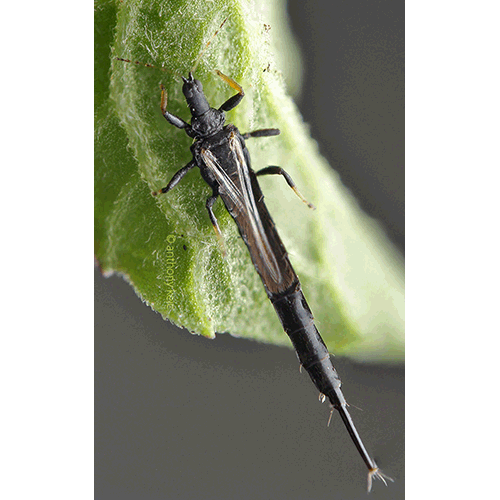 Семейство Phlaeothripidae фото