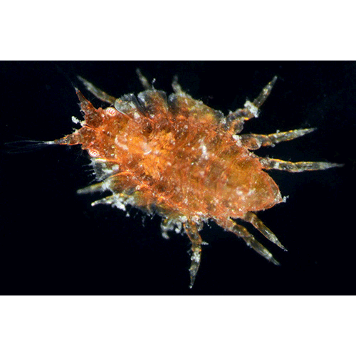 Семейство Phliantidae фото