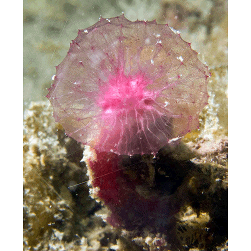 Семейство Phloeodictyidae  фото