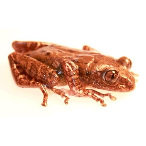  Род Phlyctimantis  фото